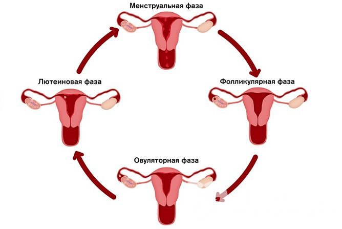 У женщин содержание гормона в крови зависит от фазы менструального цикла