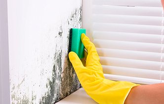 Народные и химические средства против плесени: выбираем лучший метод