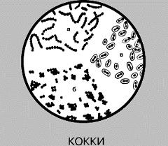 Кокки - бактерии шаровидной формы