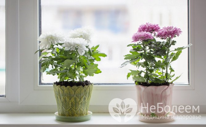  Комнатные растения, очищающие воздух в помещении: садовая хризантема