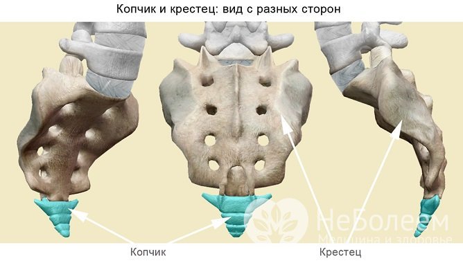 Копчик и крестец выполняют в организме важные функции