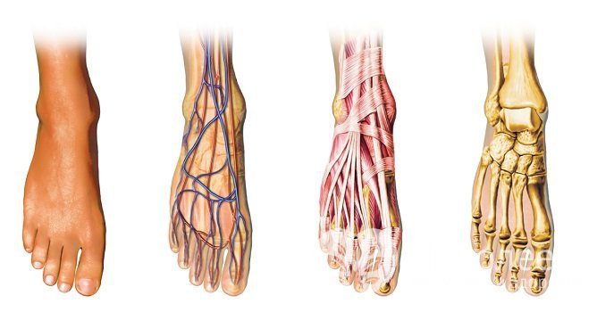 Кости пальцев ног окружены слоем клетчатки, в которой размещены нервы и кровеносные сосуды
